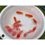  организм .. производство Sakura . примерно 7 см (1 шт ) золотая рыбка / ланч .u/ Edo ./ Цу легкий ./ осень ./ золотая рыбка /..../ местного производства золотая рыбка [ золотая рыбка маленький магазин -.- Fukuoka ]