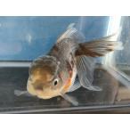  организм Исэ город изменение восток .(c) примерно 14 см (1 шт ) Голландия / Ryuukin / rose tail / золотая рыбка /..../ местного производства золотая рыбка [ золотая рыбка маленький магазин -.- Fukuoka ]