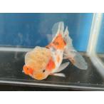  организм Исэ город изменение восток .(g) примерно 13 см (1 шт ) Голландия / Ryuukin / rose tail / золотая рыбка /..../ местного производства золотая рыбка [ золотая рыбка маленький магазин -.- Fukuoka ]