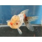  организм Исэ город изменение восток .(h) примерно 13 см (1 шт ) Голландия / Ryuukin / rose tail / золотая рыбка /..../ местного производства золотая рыбка [ золотая рыбка маленький магазин -.- Fukuoka ]