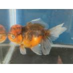  организм Исэ город изменение восток .(j) примерно 13 см (1 шт ) Голландия / Ryuukin / rose tail / золотая рыбка /..../ местного производства золотая рыбка [ золотая рыбка маленький магазин -.- Fukuoka ]