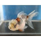  организм Исэ город изменение восток .(k) примерно 13 см (1 шт ) Голландия / Ryuukin / rose tail / золотая рыбка /..../ местного производства золотая рыбка [ золотая рыбка маленький магазин -.- Fukuoka ]