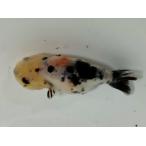  организм China производство kya Rico золотая рыбка (f) примерно 8 см (1 шт ) Edo ./ Sakura ./ Цу легкий ./ лев head / золотая рыбка /..../ China золотая рыбка [ золотая рыбка маленький магазин -.- Fukuoka ]