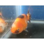  организм China производство kya Rico золотая рыбка (i) примерно 8 см (1 шт ) Edo ./ Sakura ./ Цу легкий ./ лев head / золотая рыбка /..../ China золотая рыбка [ золотая рыбка маленький магазин -.- Fukuoka ]