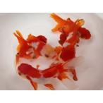  организм . рисовое поле производство .. Голландия примерно 12 см (1 шт ) восток ./ Ryuukin / rose tail / Lion Mask / золотая рыбка /..../ местного производства золотая рыбка [ золотая рыбка маленький магазин -.- Fukuoka ]