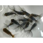 生体青文魚約7〜8センチ東錦/オラ...