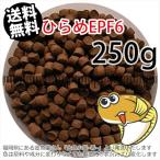  выход на поверхность ./ день Kiyoshi круг .. стоимость обычный .EPF6(6.0mm)250g небольшое количество . товар ( почтовая доставка | золотая рыбка маленький магазин -.- Fukuoka |3 день )