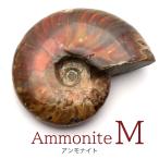  Anne mo Night окаменелость . цвет эффект madaga Skull производство полировка M размер примерно 5-6cm передний и задний (до и после) 1 шт продажа Random отправка . покупка Рождество 