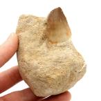 ショッピングモロッコ モササウルス 化石 牙 歯 骨 本物 モロッコ産 母岩付き 254g 1点もの 標本 海棲爬虫類 後期白亜紀 約7,000万年前 恐竜 風水 グッズ 占い 爆買