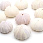 ウニ 殻 パーツ 貝殻 1個 シラヒゲウニ バイオレットウーチン 4-5cm前後 ランダム発送 夏休み 自由研究 材料 おうち時間 制作 ハンドメイド 工作 天然 貝 素材