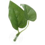  вода произведение бойцовая рыбка. .. древесный уголь leaf человеческий труд водоросли .. дом пена гнездо аквариумная рыбка 