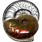 SCIENCE окаменелость образец Ammonite Red Iridescent[ Anne mo Night * красный. окаменелость (Ammonites| голова пара вид |Madagascar