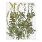 PATIKIL сухой засушенный цветок DIY искусство craft полимер type скрапбукинг для природа сухой цветок зеленый серии 