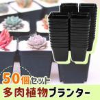  суккулентное растение для посадочная машина цветок pot Mini размер 50 шт. комплект осушение дыра имеется пластиковый большая вместимость XS