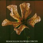 [国内盤CD]PENICILLIN / FLOWER CIRCUS