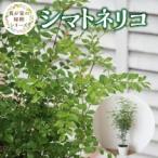  вечнозеленый ясень декоративное растение 8 номер размер белый растение в горшке символ tree садовое дерево 120cm