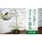  палец lime редкий цена декоративное растение высота 60~80cm горшок диаметр 8 номер подарок очень популярный растения 