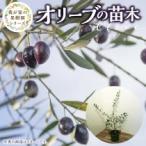  оливковый оливковый саженец горшок имеется вечнозеленое дерево оценка для декоративное растение праздник подарок символ tree высота примерно 70cm горшок диаметр 7 номер 