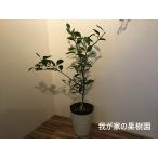  мандарин уншиу .. серия мандарин цветочный горшок имеется символ tree веселье реальный .70cm ранг 