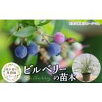  Bill Berry горшок диаметр 6 номер высота 50cm симпатичный реальный оценка для садовое дерево подарок 