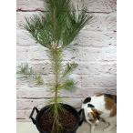  черный matsu. саженец сосна. .80cm символ tree мир .. в точности 