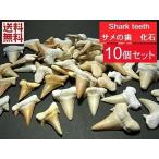 サメの歯 化石  １０個セット 鮫の歯 Shark teeth fossils モロッコ産 全国送料無料