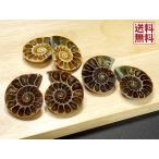 アンモナイト ペアー売り３０ｍｍ クレオニセラス Ammonite スライス マダガスカル産 送料無料
