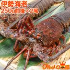 伊勢海老 伊勢エビ 伊勢えび いせえび イセエビ 国産 250g前後×2尾 BBQ バーベキュー えび 海老 エビ おせち