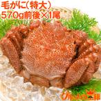 毛がに 毛蟹 浜茹で メガ毛ガニ姿×1尾 570g 単品おせち 海鮮おせち