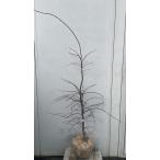 現品発送 赤枝垂れ紅葉（アカシダレモミジ）樹高1.4ｍ（根鉢含まず）51 送…