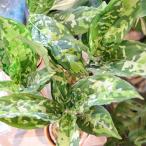 アグラオネマ ピクタム トリカラー ワイド 2.5号鉢 観葉植物 鉢植え お洒落 可愛い インテリア 大人 かっこいい 迷彩 カモフラージュ 人気 室内 苗 初心者 希少