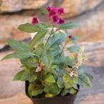 アルテルナンテラ 千紅花火&キャッツラマーズ 2種