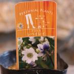 原種系アネモネレベイレイ3〜3.5...