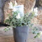 カラーリーフキンギョソウアールグレ...