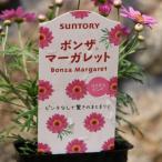 サントリー ボンザマーガレット コスモスピンク 3.5号ポット苗 寄せ植え 花壇