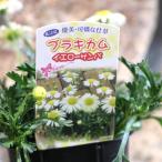 ブラキカム イエローサンバ 黄姫 3〜3.5号ポット苗 寄せ植え 花壇 鉢植え お洒落 おしゃれ 可愛い かわいい 春の花 夏の花 秋の花 冬の花 花 苗 初心者