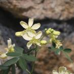 kasia Anne tes. . женщина крем желтый 5 номер горшок 