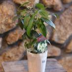 ショッピングクレマチス 冬咲き クレマチス アンスンエンシス 3〜3.5号ポット苗 寄せ植え 花壇 鉢植え お洒落 おしゃれ 可愛い かわいい 常緑樹 冬の花 花 苗 初心者