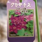 駿河のクレマチス ロード・ネビル (パテンス系) 2年生苗 4号ロングポット苗 クレマチス 寄せ植え 花壇 鉢植え 地植え 苗木 お洒落 可愛い 花 苗