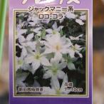 駿河のクレマチスロコ・コラ2年生苗...