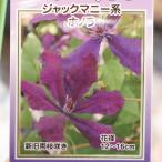 駿河のクレマチス ホノラ (ジャックマニー系) 2年生苗 4号ロングポット苗 クレマチス 寄せ植え 花壇 鉢植え 地植え 苗木 お洒落 可愛い 花 苗