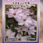 駿河のクレマチス イワン・オルソン (ラヌギノーサ系) 2年生苗 4号ロングポット苗 クレマチス 寄せ植え 花壇 鉢植え 地植え 苗木 お洒落 可愛い 花 苗
