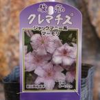 駿河のクレマチスマーモリ2年生苗4...
