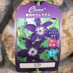 プレミアムクレマチス ソワレ (ビチセラ系) 2年生苗 4号ロングポット苗 クレマチス 駿河のクレマチス 苗木 鉢植え 地植え お洒落 オシャレ 可愛い 落葉樹