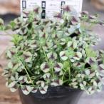  - Rudy n clover tinto rouge 3 номер pot рассада Jardin.... цветок . растение в горшке модный стиль симпатичный Schic цвет leaf весна. цветок цветок почвопокровные растения 