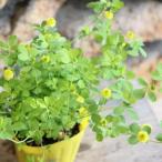 ラッキークローバー 幸せの黄色いクローバー 3号ポット苗 クスダマツメクサ クローバー 寄せ植え 花壇