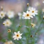 コレオプシスミスティクリーム3〜3...