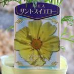  Cosmos The ntos желтый 3 номер pot рассада осень Sakura .... цветок . растение в горшке модный модный симпатичный симпатичный осенний цветок цветок рассада начинающий 