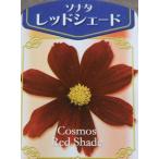 コスモス レッドシェード 3号ポット苗 秋桜 寄せ植え 