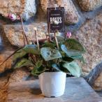 万重咲き シクラメン ローゼス ブルー 3〜3.5号ポット苗 寄せ植え 鉢植え お洒落 おしゃれ 可愛い かわいい 豪華 春の花 冬の花 花 苗 初心者 希少